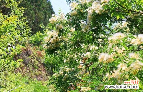 银合欢花语的深意与传承 银合欢传说——花开寓意传递美好的祝愿