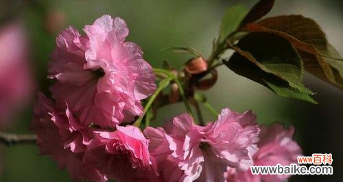 什么花象征着党的精神？代表党的花有哪些特点？