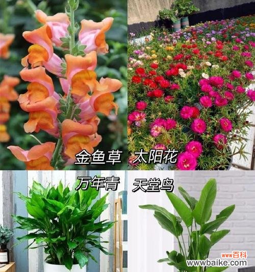 什么花象征着党的精神？代表党的花有哪些特点？