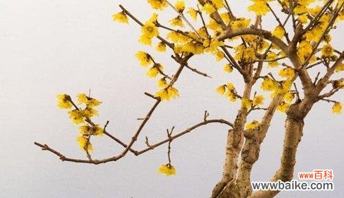 冬天有哪些植物代表这个季节？它们的特点是什么？