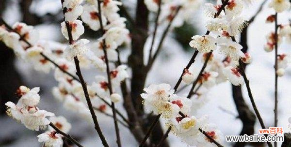 冬天有哪些植物代表这个季节？它们的特点是什么？