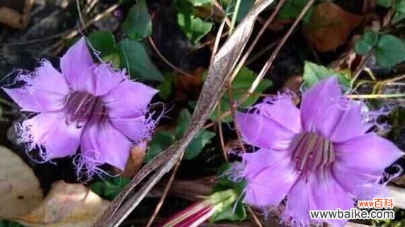 冬天有哪些植物代表这个季节？它们的特点是什么？