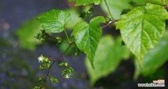 代表奉献的植物有哪些？它们各自象征着什么？