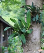 代表父亲的植物有哪些？它们各自象征着什么意义？