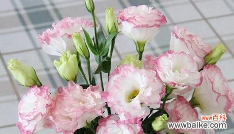 复合花语是什么?送什么花表示想要复合?