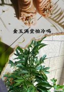 代表富贵的植物有哪些？它们各自有何吉祥含义？