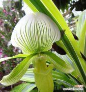 代表高洁的植物有哪些？如何挑选和养护？