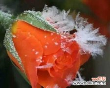 代表高冷孤傲的花是什么？如何养护这些独特的花卉？