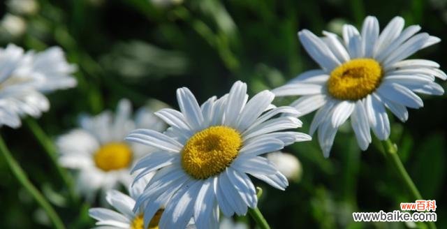 代表高冷孤傲的花是什么?如何养护这些独特的花卉?