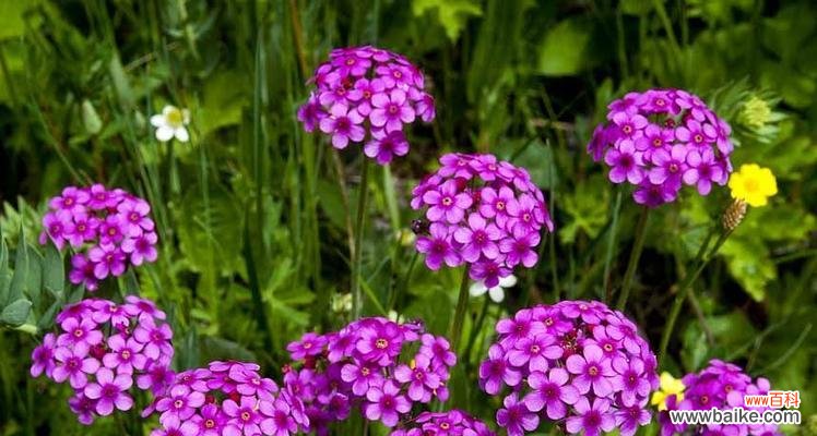 代表高冷孤傲的花是什么?如何养护这些独特的花卉?