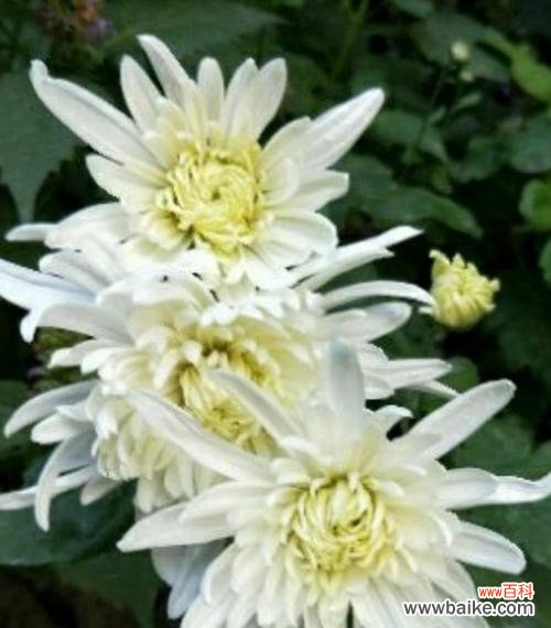 什么花代表怀念逝去的亲人?如何正确表达哀思?