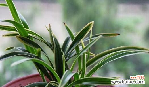 代表高雅的植物有哪些?如何挑选和养护?