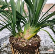 代表高雅的植物有哪些？如何挑选和养护？