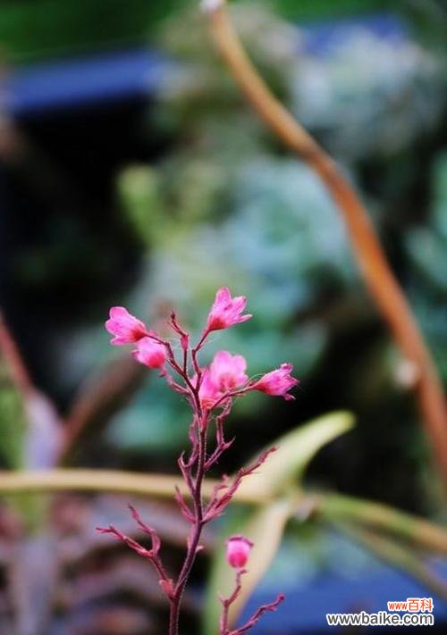 代表孤独的植物有哪些？它们各自有什么特点？