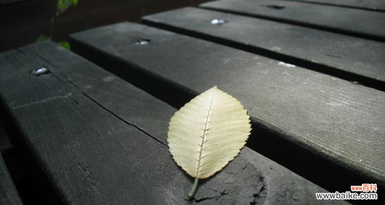 代表孤独的植物有哪些？它们各自有什么特点？