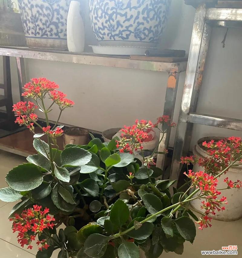 代表好运的植物有哪些?如何选择和养护?