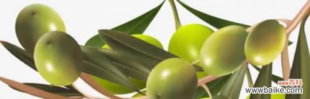 代表和平的植物有哪些?它们各自有什么象征意义?