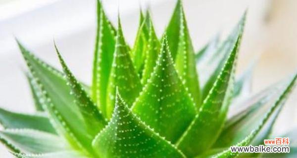 代表和平的植物有哪些?它们各自有什么象征意义?