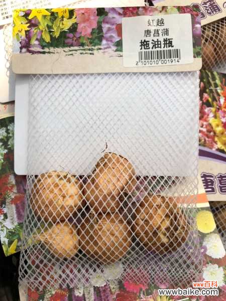 剑兰 唐菖蒲病害及防治方法