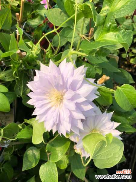 铁线莲叶子发黄怎么办