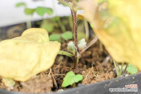 铁线莲叶子发黄怎么办