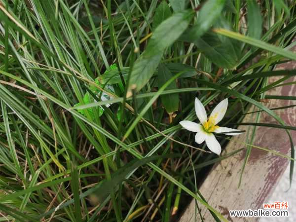 葱兰叶子上长黑斑怎么办