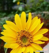 代表积极向上的花有哪些？如何挑选和养护？