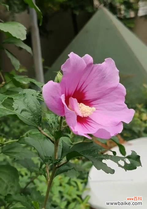 代表积极向上的植物有哪些?它们各自有何独特寓意?