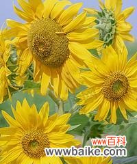 代表积极向上的植物有哪些?它们各自有何独特寓意?