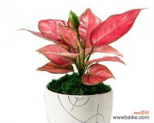 代表吉祥如意的花有哪些？如何挑选寓意吉祥的花卉？