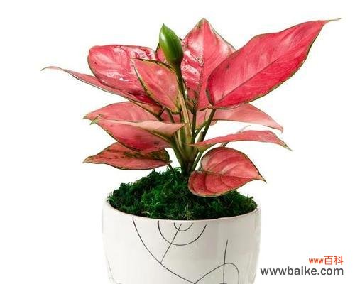 代表吉祥如意的花有哪些?如何挑选寓意吉祥的花卉?