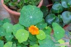 旱金莲常见病害及防治方法