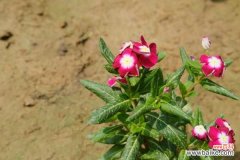 长春花常见病害及防治方法