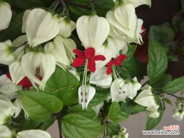 龙吐珠叶子发黄怎么办