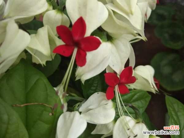 龙吐珠叶子发黄怎么办