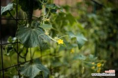 阳台种黄瓜常见病害及防治方法