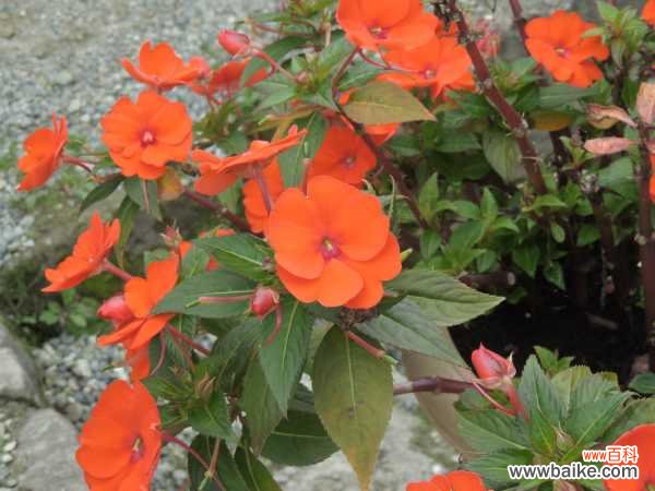 凤仙花叶子发黄怎么办