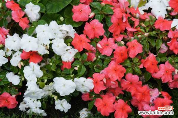 凤仙花叶子发黄怎么办