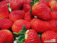 草莓叶子发黄怎么办