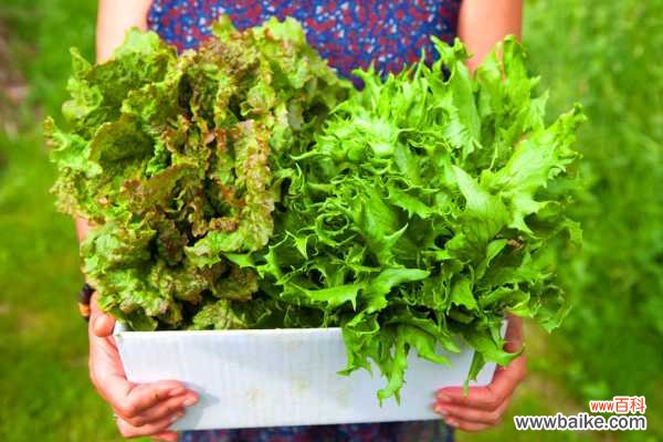 生菜常见病害及防治方法