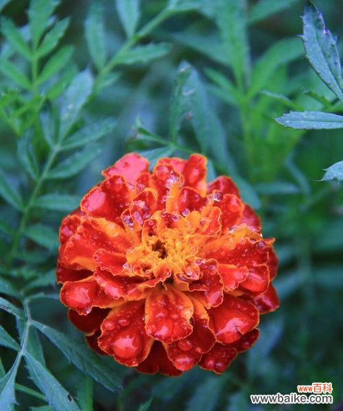 万寿菊花语的意义和传承 探秘万寿菊花语