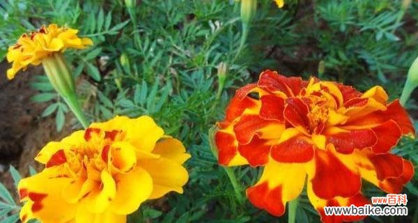 万寿菊花语的意义和传承 探秘万寿菊花语