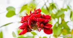 揭秘刺桐花背后的深刻含义 刺桐花的花语及其寓意