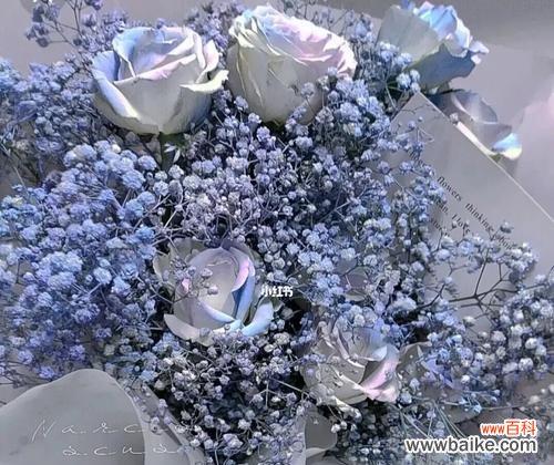 细说满天星的8种不同含义 满天星的花语和寓意