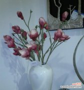 从传说到现实，探究千代兰的丰富内涵 千代兰的花语和寓意