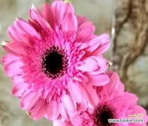 揭秘扶郎的神秘面纱 用花语解读扶郎，