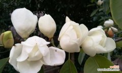 探寻深山花的神秘语言 深山含笑花语