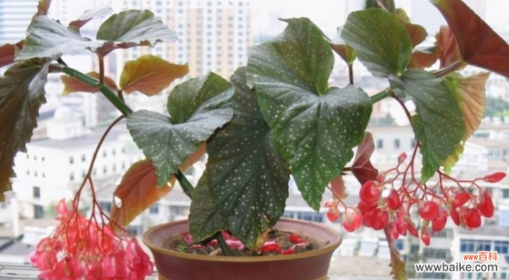 探秘秋海棠的神秘花语 秋海棠花语