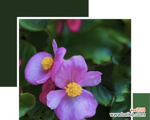 探秘秋海棠的神秘花语 秋海棠花语