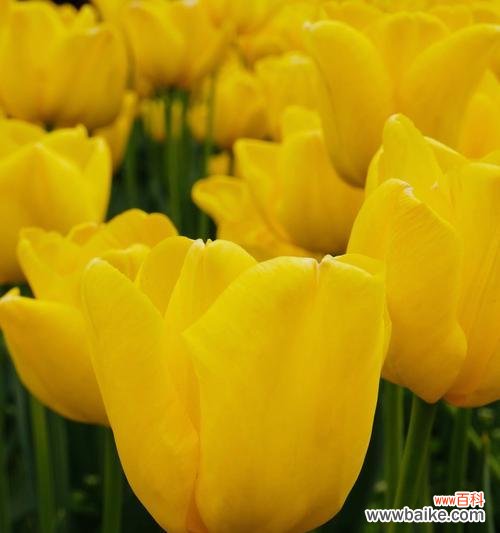 探寻花种类与花语的奥秘 缘起花香